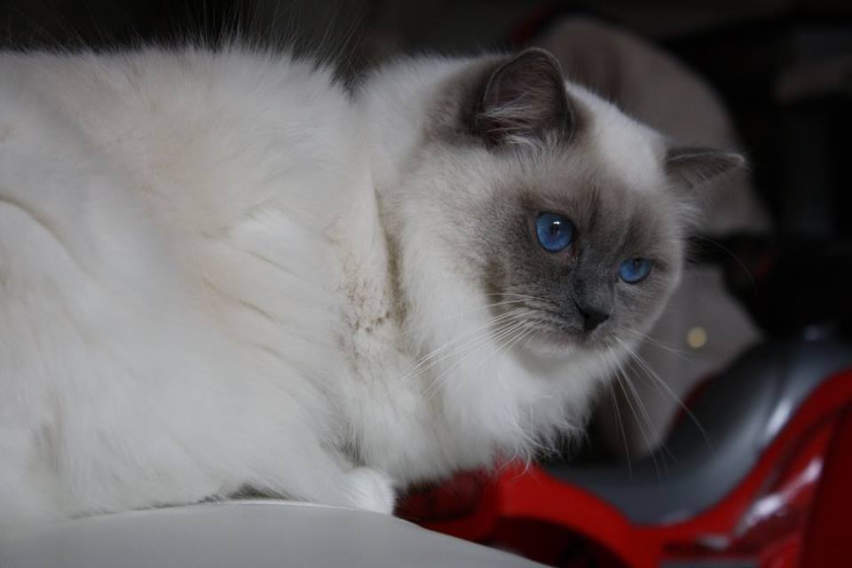 ragdoll